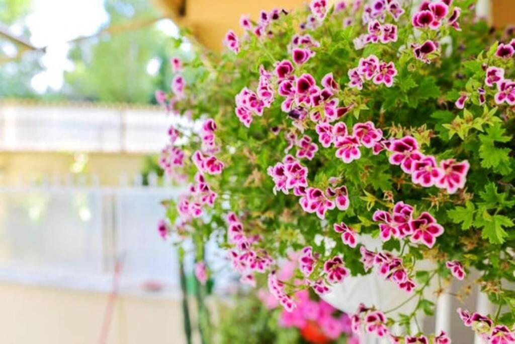 Dolci Sogni Romani Senza Scale O Barriere المظهر الخارجي الصورة